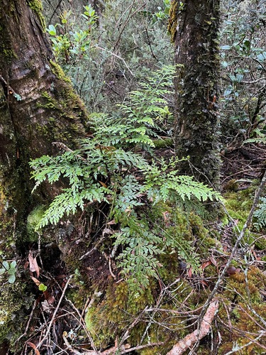 Asplenium sphenotomum observed 2025-04-14