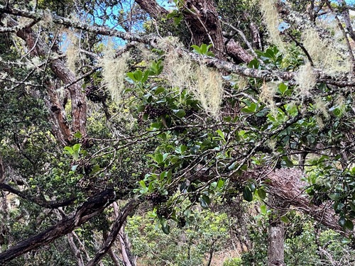 Ilex anomala observed 2025-04-12