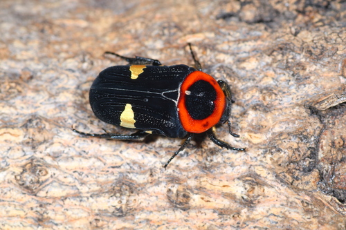 Glycyphana horsfieldi (Hope, 1831)