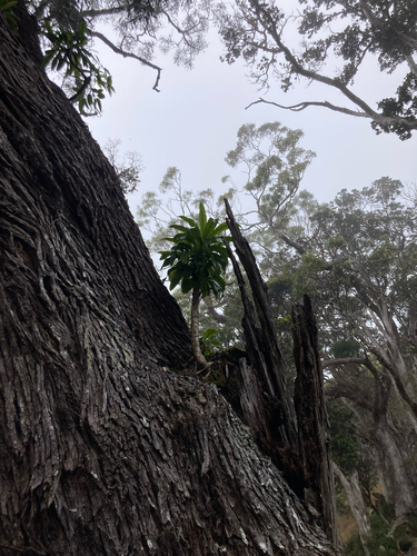 Clermontia arborescens observed 2025-04-16