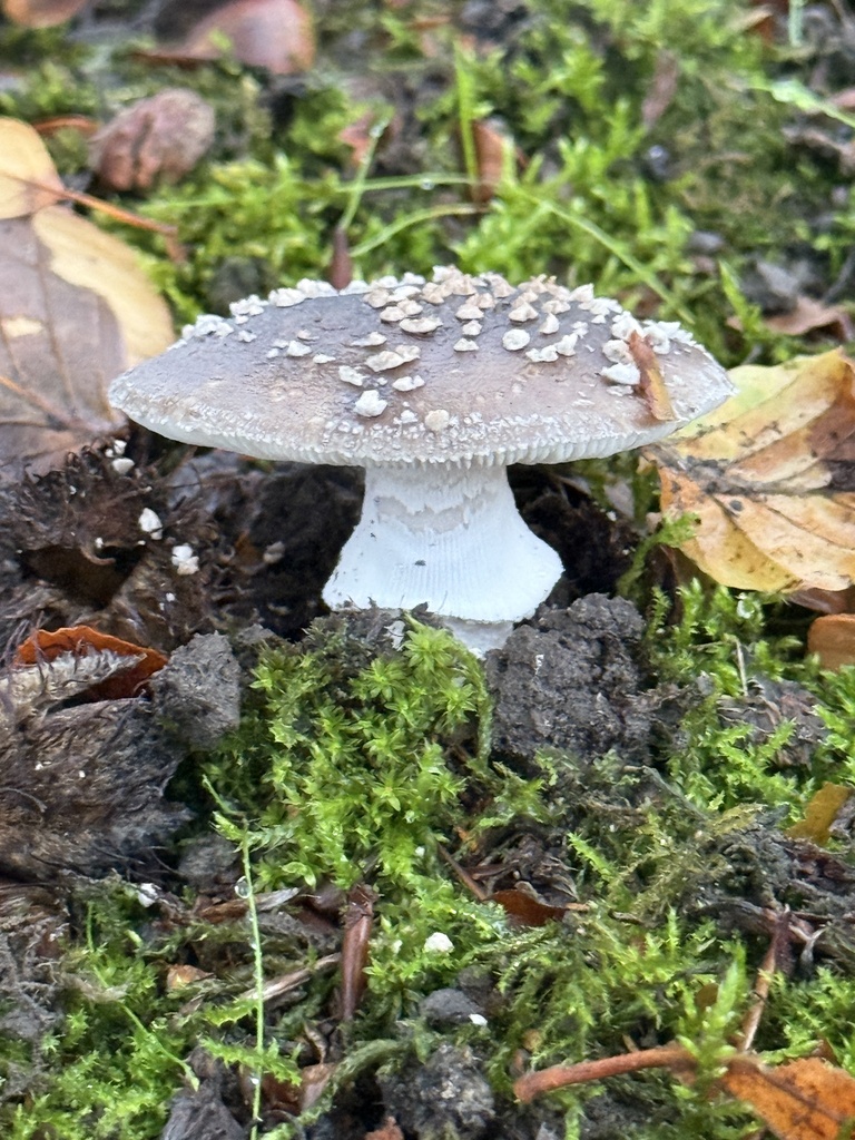 Amanita excelsa spissa · April 2025 · photo: © mitchell_ousey (iNaturalist, cc-by)
