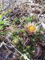 Carlina libanotica