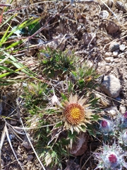 Carlina libanotica