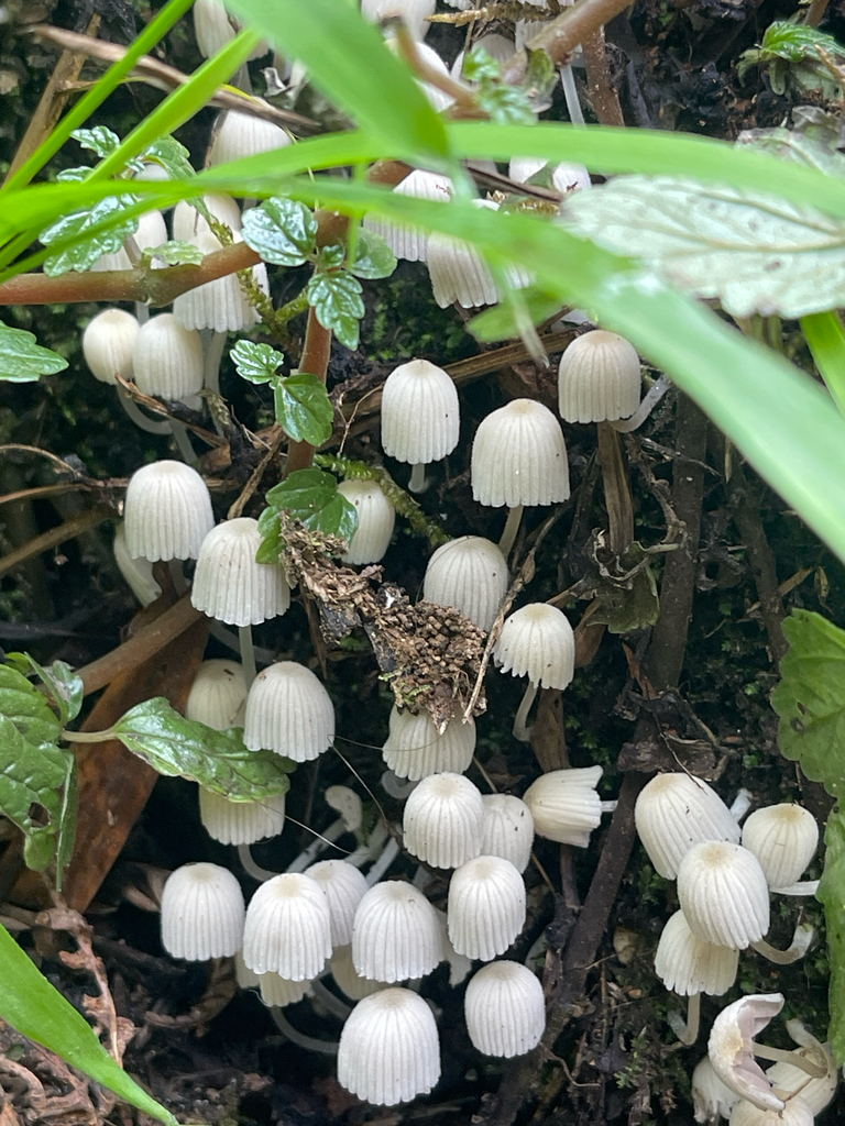 Coprinellus disseminatus · April 2025 · photo: © plantrant (iNaturalist, cc-by)