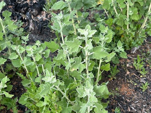 bewildering bushmallow (Malacothamnus arcuatus)