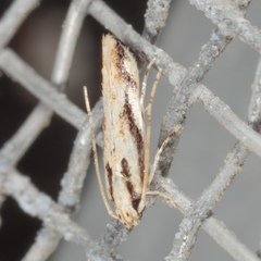 Melanocinclis lineigera