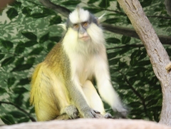 Crested Mona Monkey photo 3