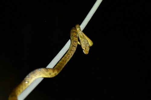 Brown Tree Snake sighting