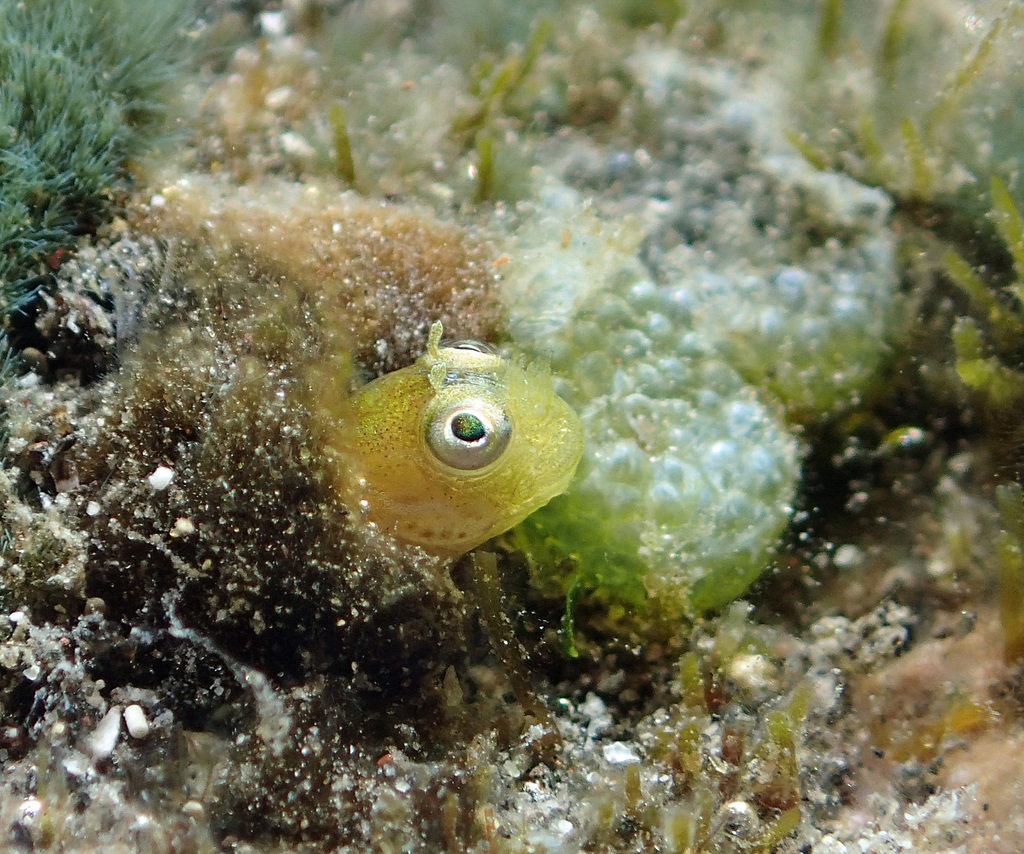 Frill-Nose Blenny