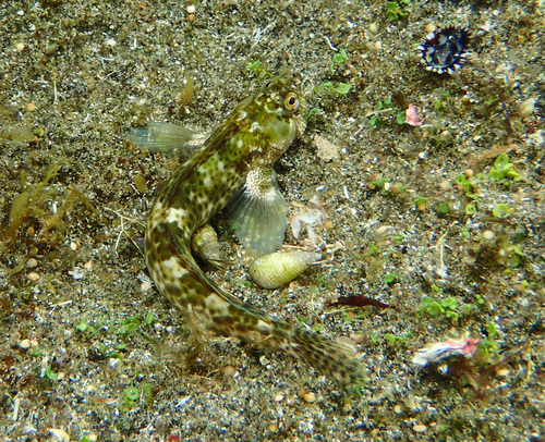 Lemuria rockskipper (Entomacrodus lemuria) — Blenniidae — 5