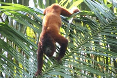 Alouatta seniculus