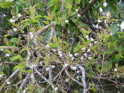 Cratoxylum formosum observed 2025-04-15