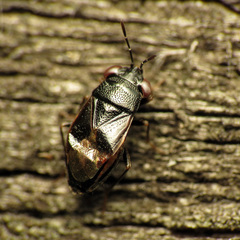 Geocoris uliginosus