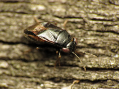 Geocoris uliginosus
