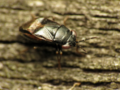 Geocoris uliginosus