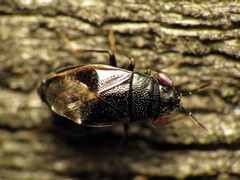 Geocoris uliginosus