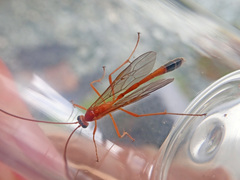Enicospilus ramidulus