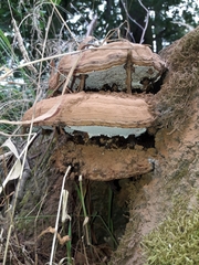 Ganoderma resinaceum