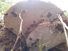 Ganoderma resinaceum