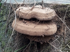 Ganoderma resinaceum