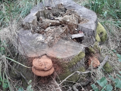 Ganoderma resinaceum