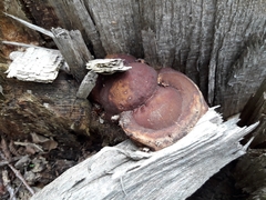 Ganoderma resinaceum