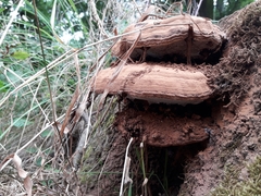 Ganoderma resinaceum