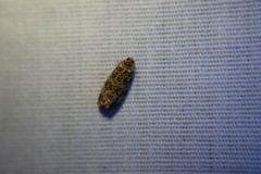 Phaecasiophora niveiguttana