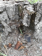 Ganoderma resinaceum