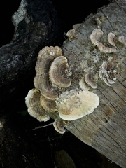Trametes versicolor
