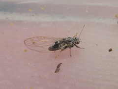 Bactericera cockerelli