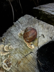 Helix pomatia