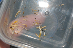 Bactericera cockerelli
