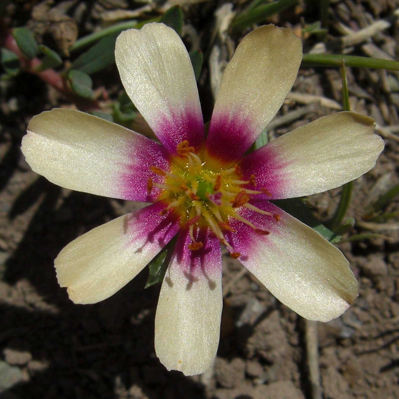 Montiaceae