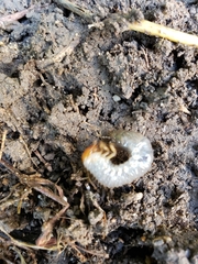 Odontotaenius disjunctus