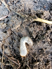 Odontotaenius disjunctus