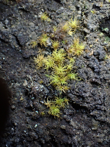 Chionoloma angustatum observed 2025-04-15