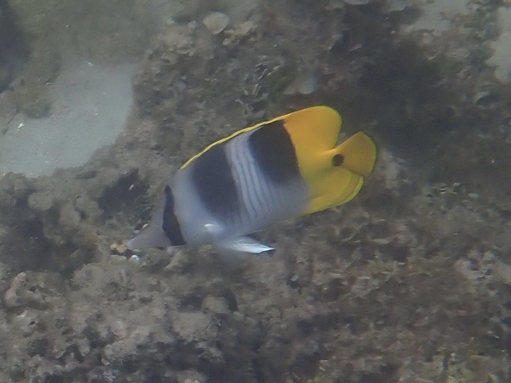 Pacific doublesaddle butterflyfish