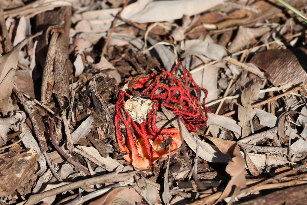 Colus pusillus · April 2025 · photo: © somethingfishy (iNaturalist, cc-by)