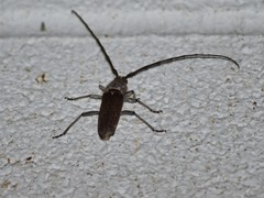 Gnaphalodes trachyderoides