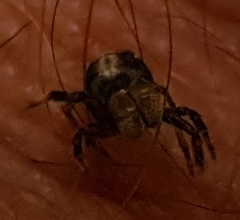 Hyptiotes