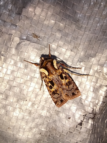 Agrotis charmocrita observed 2025-04-13