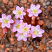 Calandrinia creethae - Photo (c) Jean and Fred, some rights reserved (CC BY)