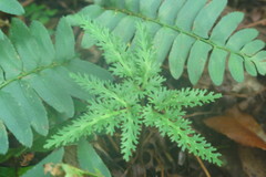 Sceptridium dissectum dissectum