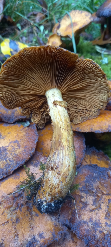 Gymnopilus junonius · April 2025 · photo: © lobotaniser (iNaturalist, cc-by-nc)