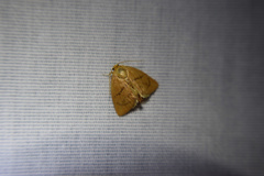 Apoda y-inversa