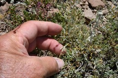 Artemisia arbuscula