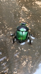 Diabroctis mirabilis