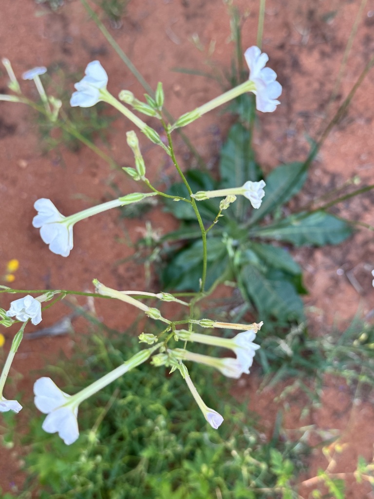 Nicotiana rosulata