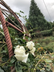 Gardenia jasminoides
